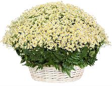 Цветочная композиция из Ромашки в корзине #REPLACE_PRED# Старонижестеблиевской